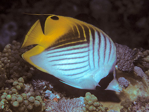 Chaetodon auriga